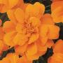Seminte profesionale Tagetes patula - Craite pitice - imagine 48885